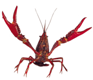 live crawfish